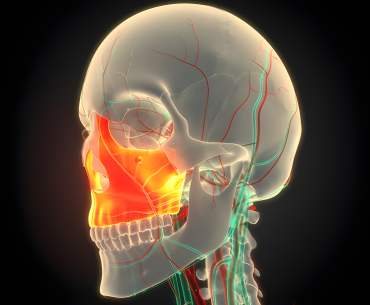 maxilla